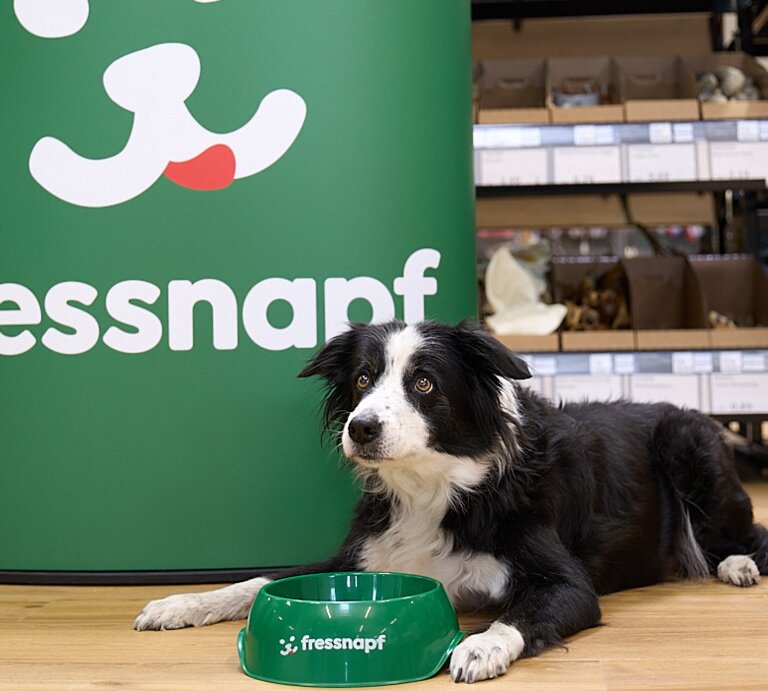Ein schwarz-weißer Border Collie liegt vor einem großen grünen Fressnapf-Logo in einem Zoofachmarkt; Kopf neben einem grünen Napf, Regale im Hintergrund. | © FRESSNAPF