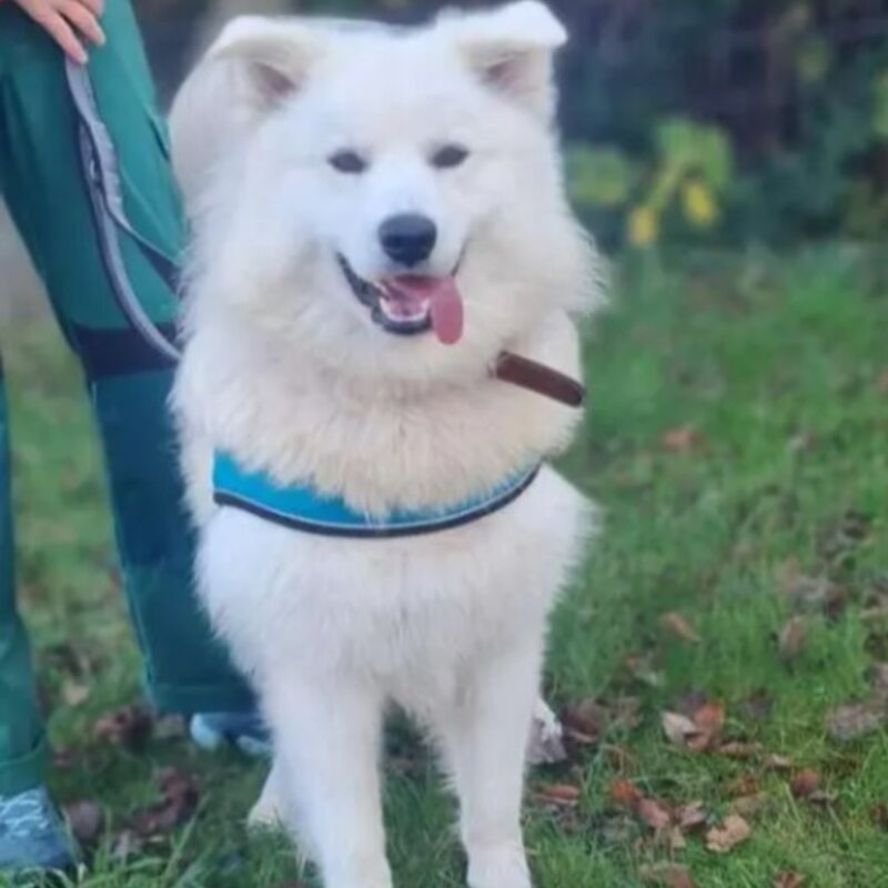Hund Simba aus dem Berliner Tierheim | © Tierheim Berlin