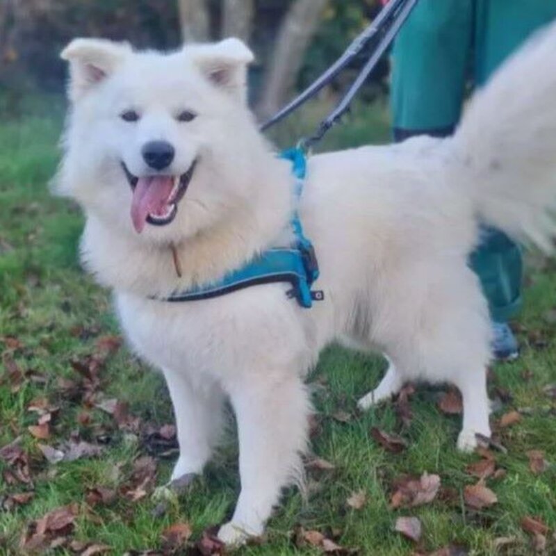 Hund Simba aus dem Berliner Tierheim | © Tierheim Berlin