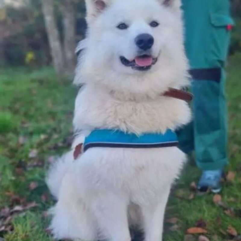 Hund Simba aus dem Berliner Tierheim | © Tierheim Berlin