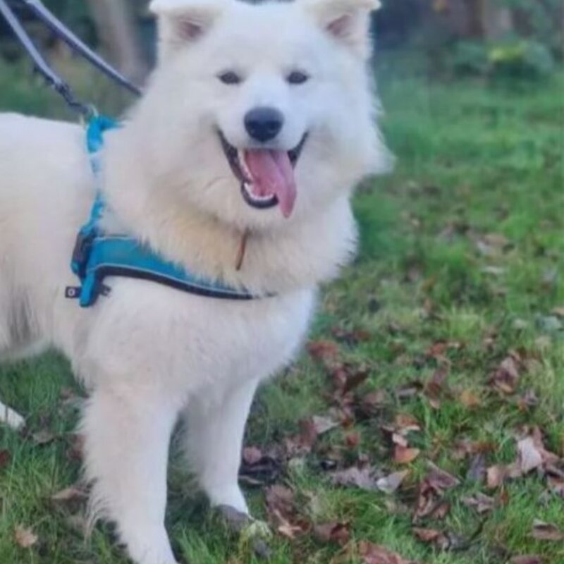 Hund Simba aus dem Berliner Tierheim | © Tierheim Berlin