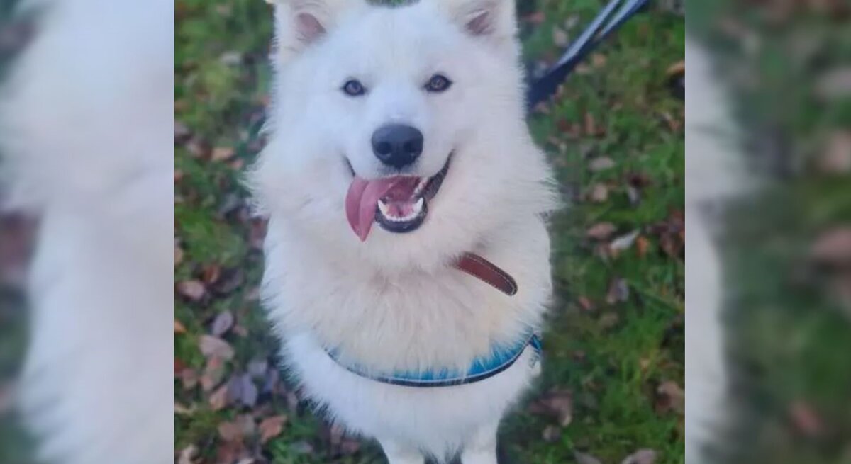 Hund Simba aus dem Berliner Tierheim