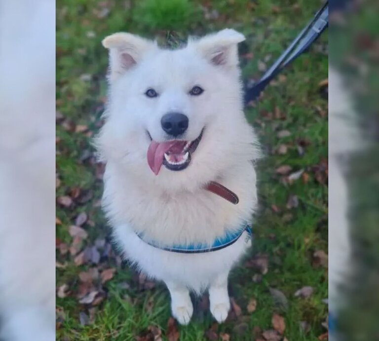 Hund Simba aus dem Berliner Tierheim | © Tierheim Berlin