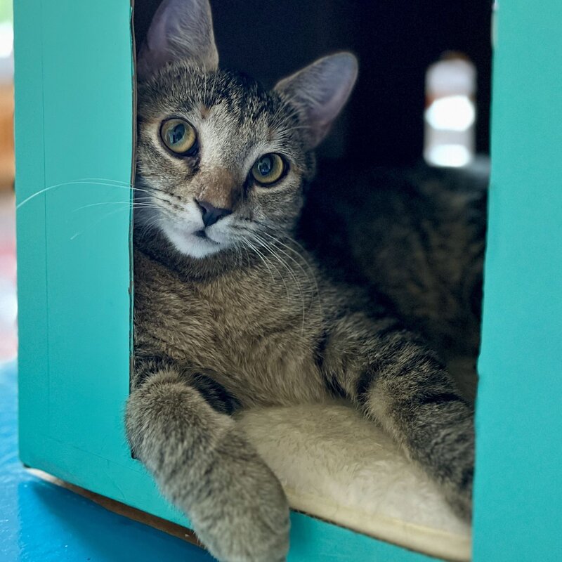Katze Rosa aus dem Tierheim Berlin | ©  Tierheim Berlin