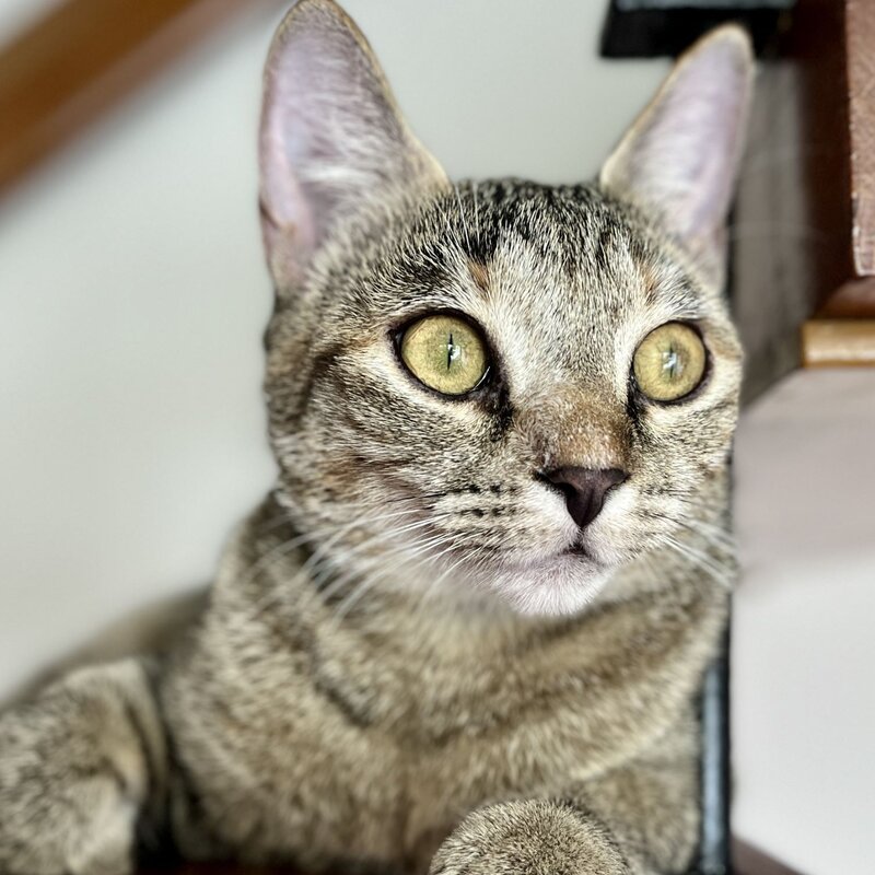 Katze Rosa aus dem Tierheim Berlin | ©  Tierheim Berlin