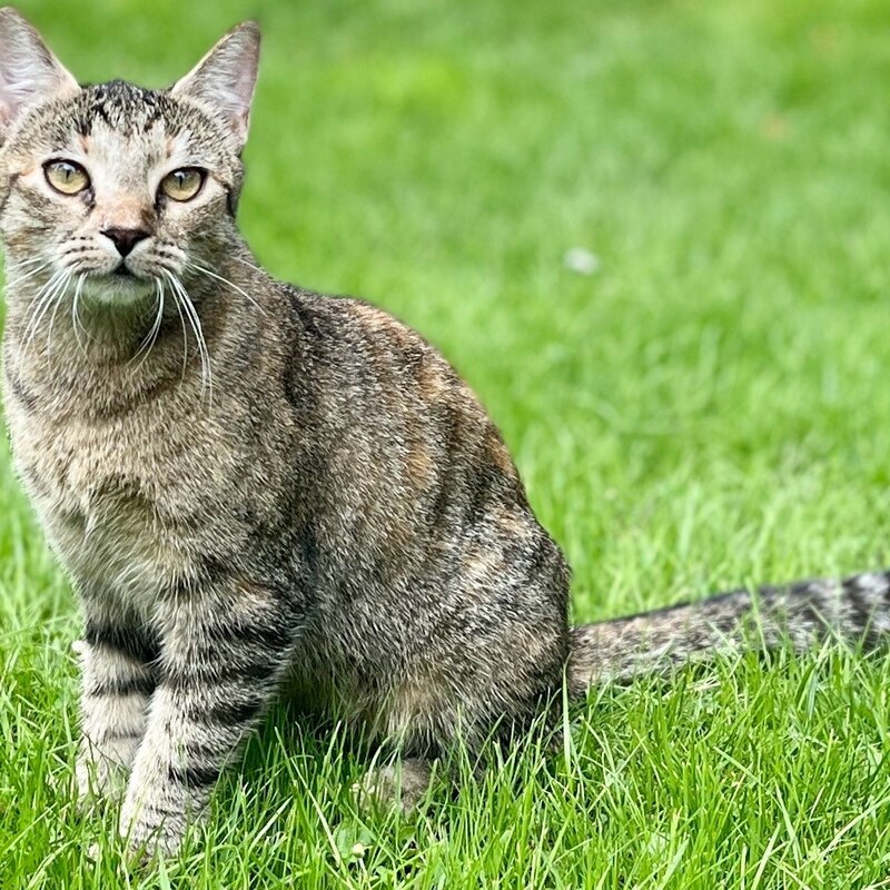 Katze Rosa aus dem Tierheim Berlin | ©  Tierheim Berlin