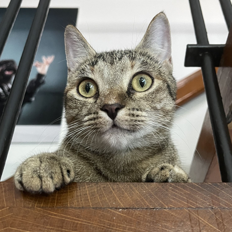 Katze Rosa aus dem Tierheim Berlin | ©  Tierheim Berlin