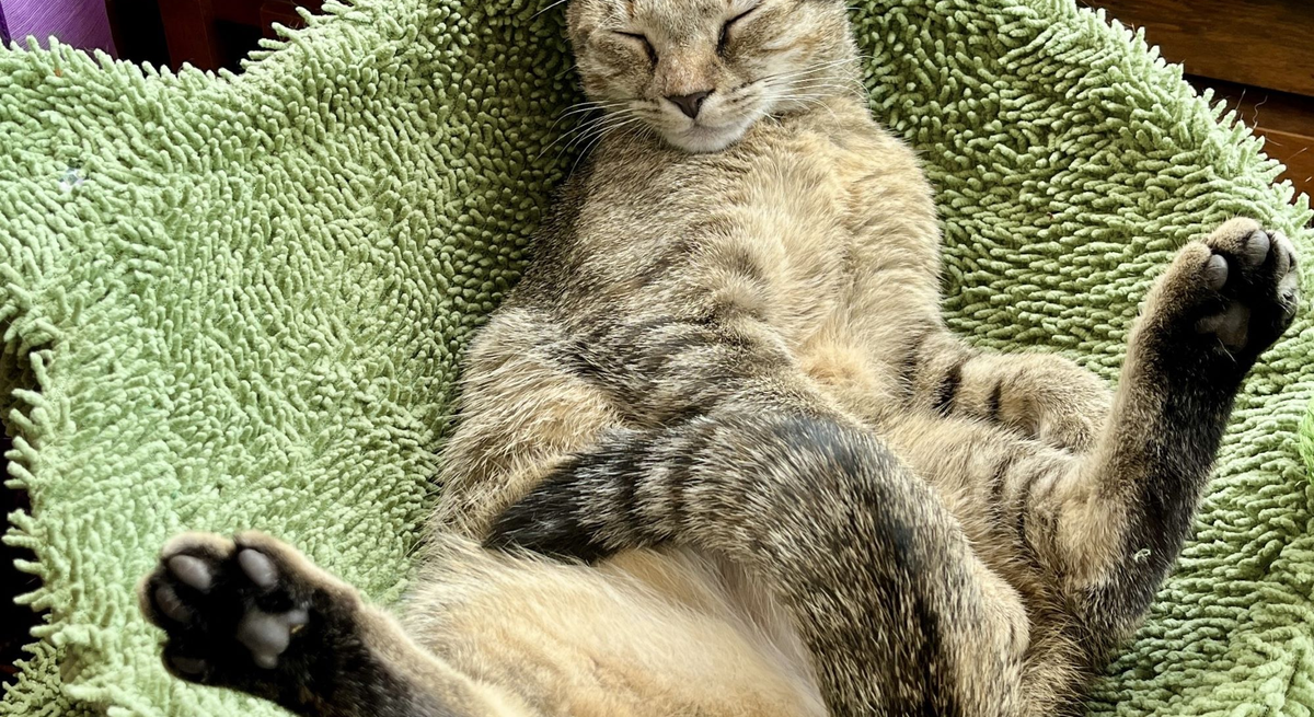 Katze Rosa aus dem Tierheim Berlin