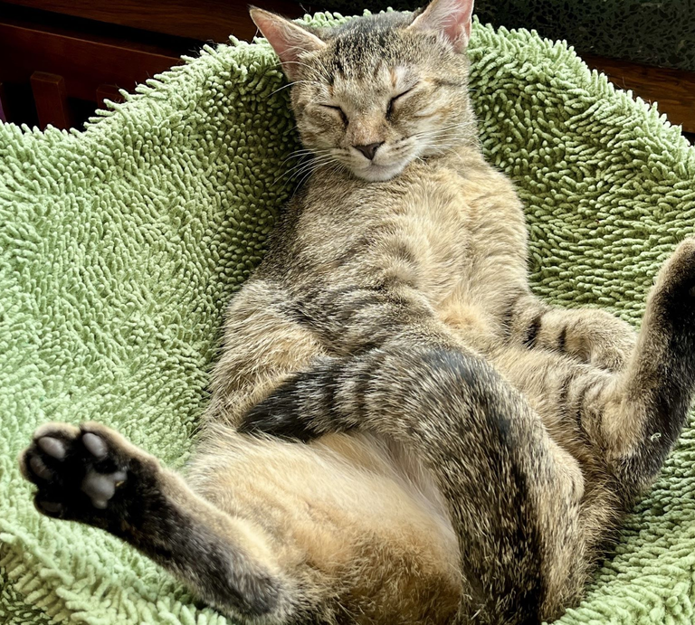 Katze Rosa aus dem Tierheim Berlin | ©  Tierheim Berlin