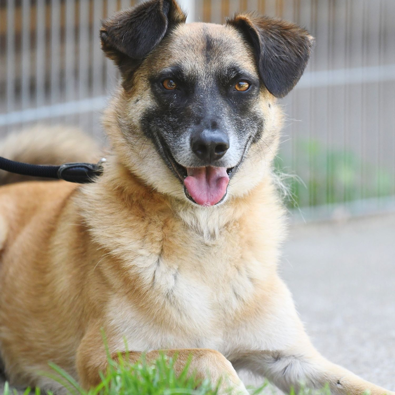 Hund Darian aus dem Berliner Tierheim | © Tierheim Berlin