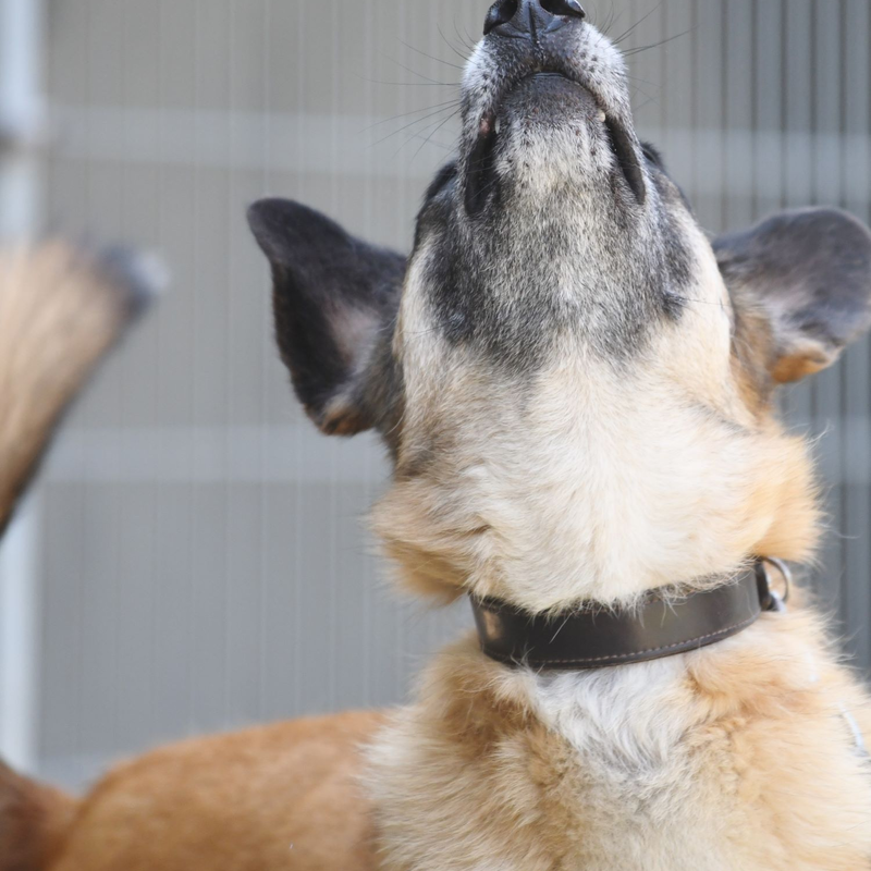 Hund Darian aus dem Berliner Tierheim | © Tierheim Berlin