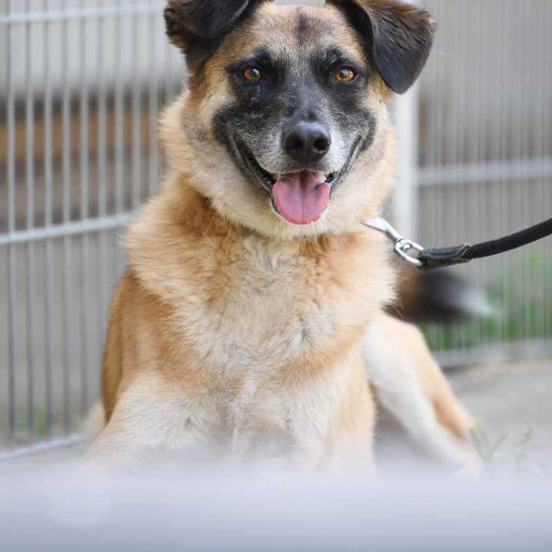 Hund Darian aus dem Berliner Tierheim | © Tierheim Berlin
