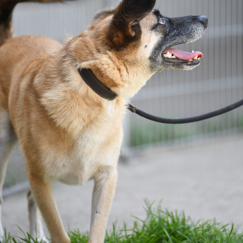 Hund Darian aus dem Berliner Tierheim | © Tierheim Berlin
