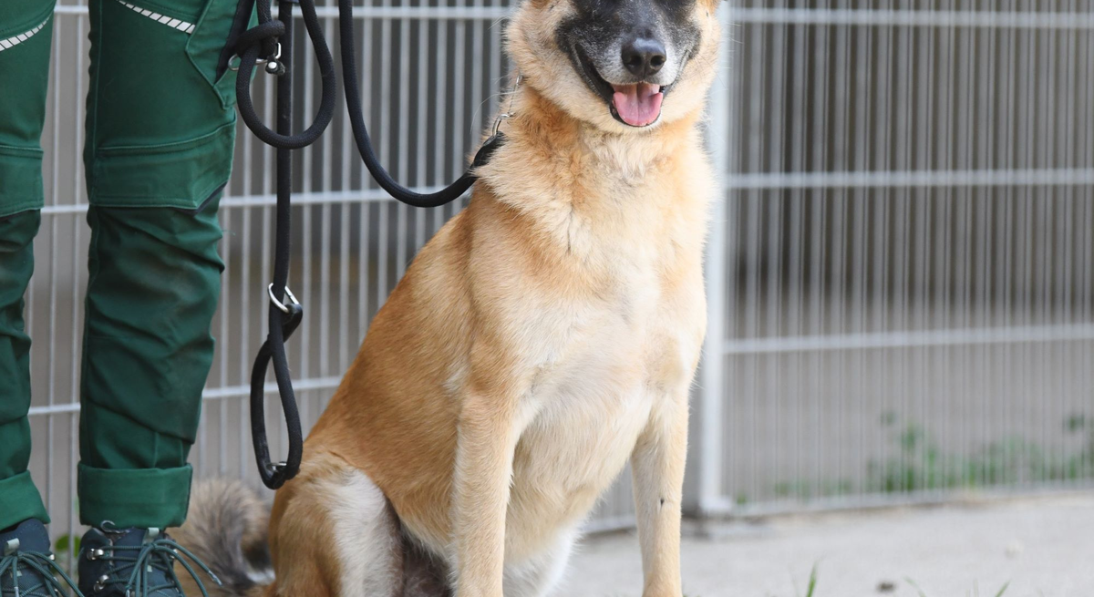 Hund Darian aus dem Berliner Tierheim