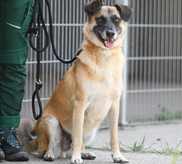 Hund Darian aus dem Berliner Tierheim | © Tierheim Berlin