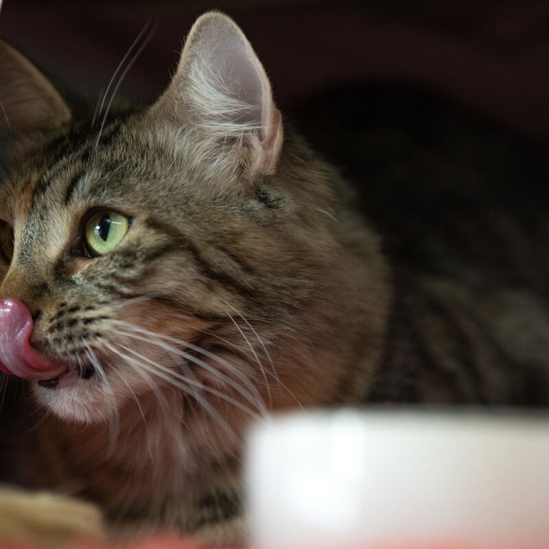 Katze Symphony aus dem Tierheim Berlin | © Tierheim Berlin