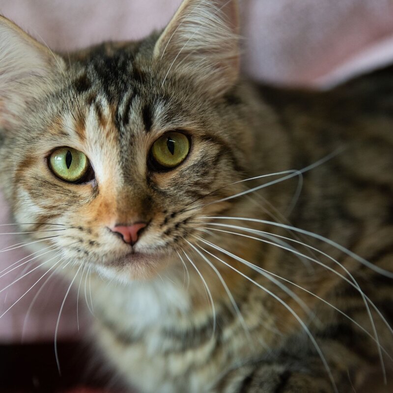 Katze Symphony aus dem Tierheim Berlin | © Tierheim Berlin