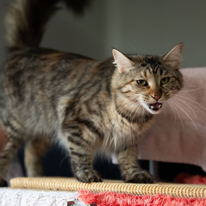 Katze Symphony aus dem Tierheim Berlin | © Tierheim Berlin