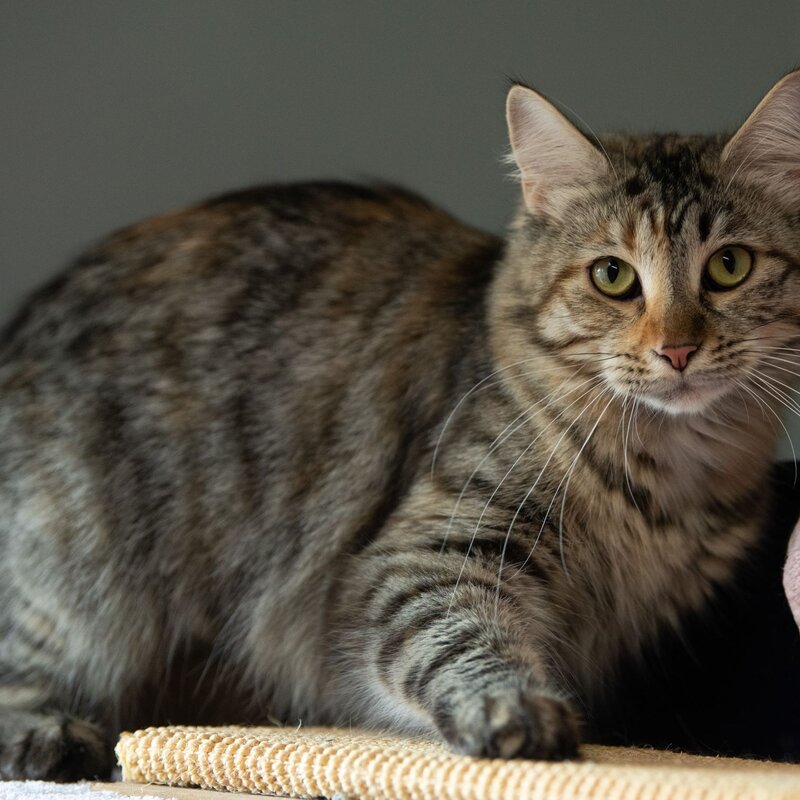 Katze Symphony aus dem Tierheim Berlin | © Tierheim Berlin
