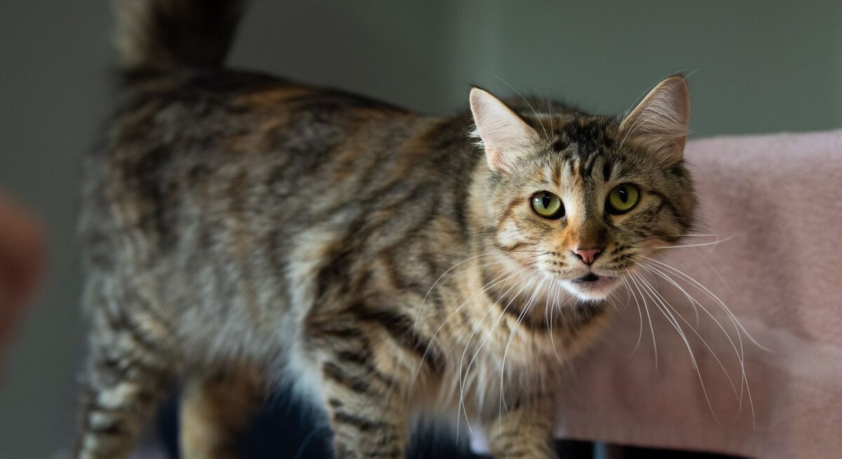 Katze Symphony aus dem Tierheim Berlin