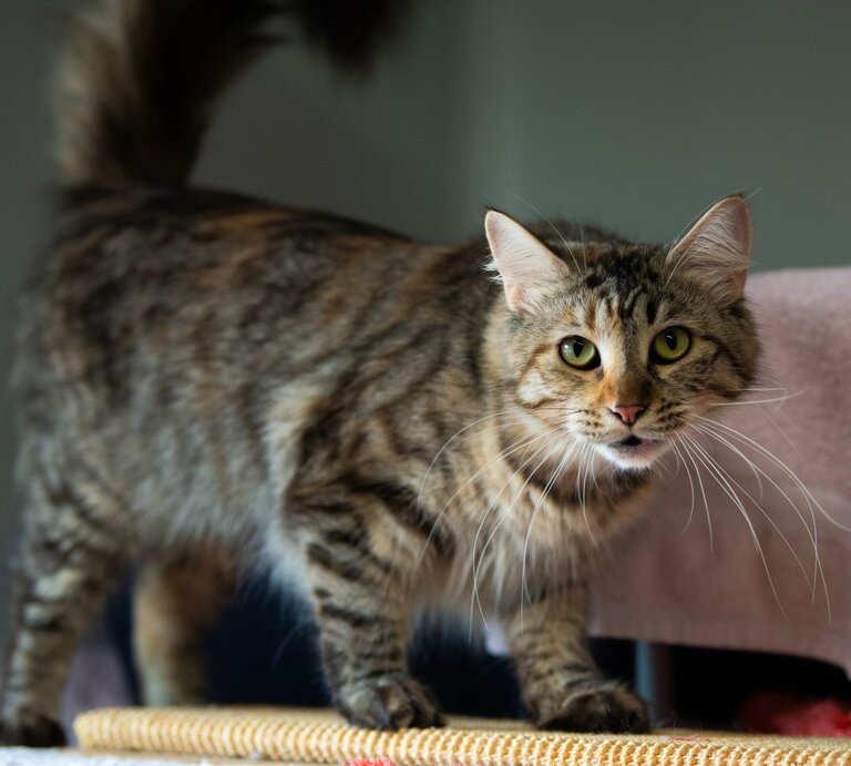 Katze Symphony aus dem Tierheim Berlin | © Tierheim Berlin