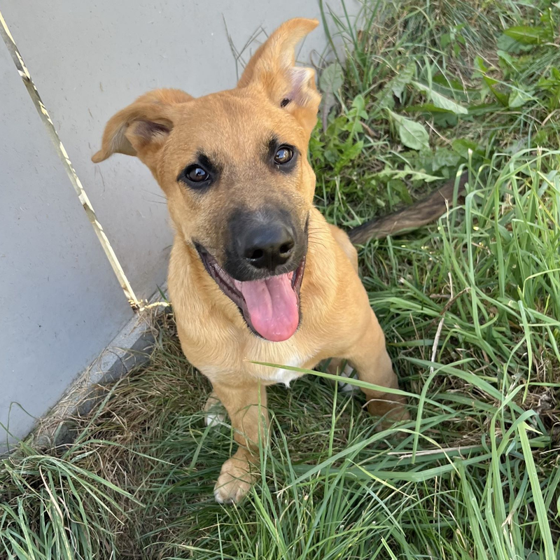 Hund Sokka aus dem Tierheim Berlin | ©  Tierheim Berlin
