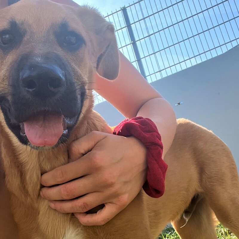 Hund Sokka aus dem Tierheim Berlin | ©  Tierheim Berlin
