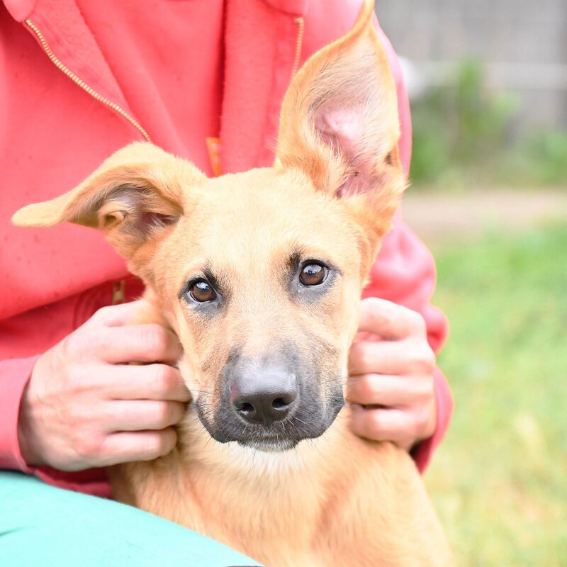Hund Sokka aus dem Tierheim Berlin | ©  Tierheim Berlin