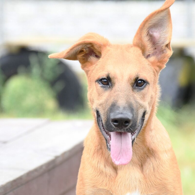 Hund Sokka aus dem Tierheim Berlin | ©  Tierheim Berlin