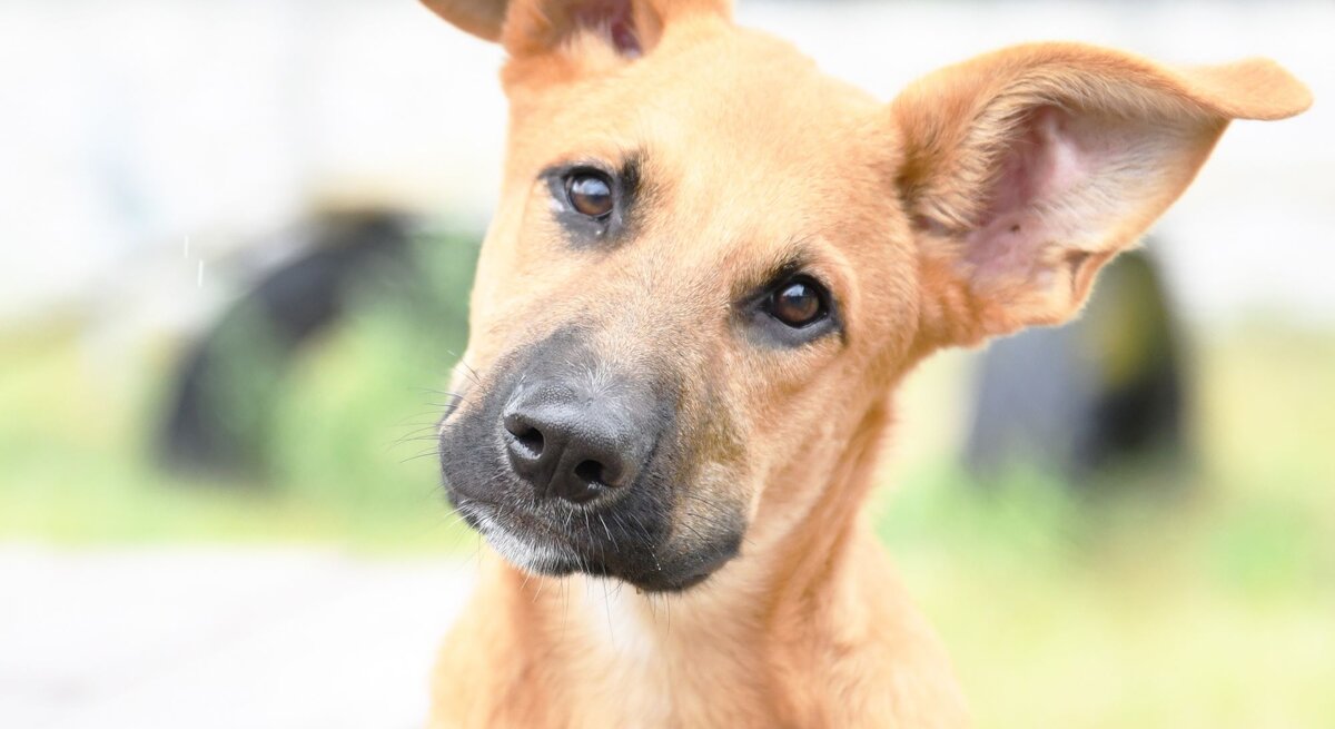 Hund Sokka aus dem Tierheim Berlin