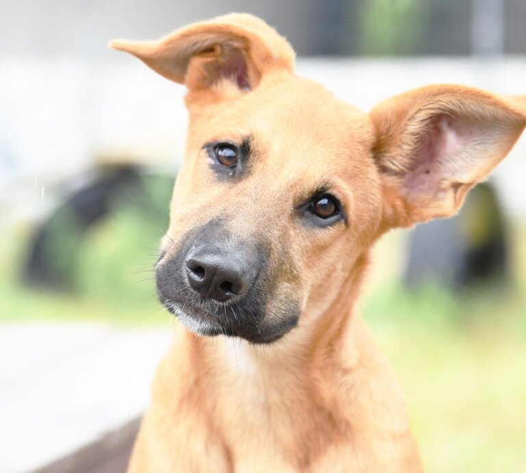 Hund Sokka aus dem Tierheim Berlin | ©  Tierheim Berlin