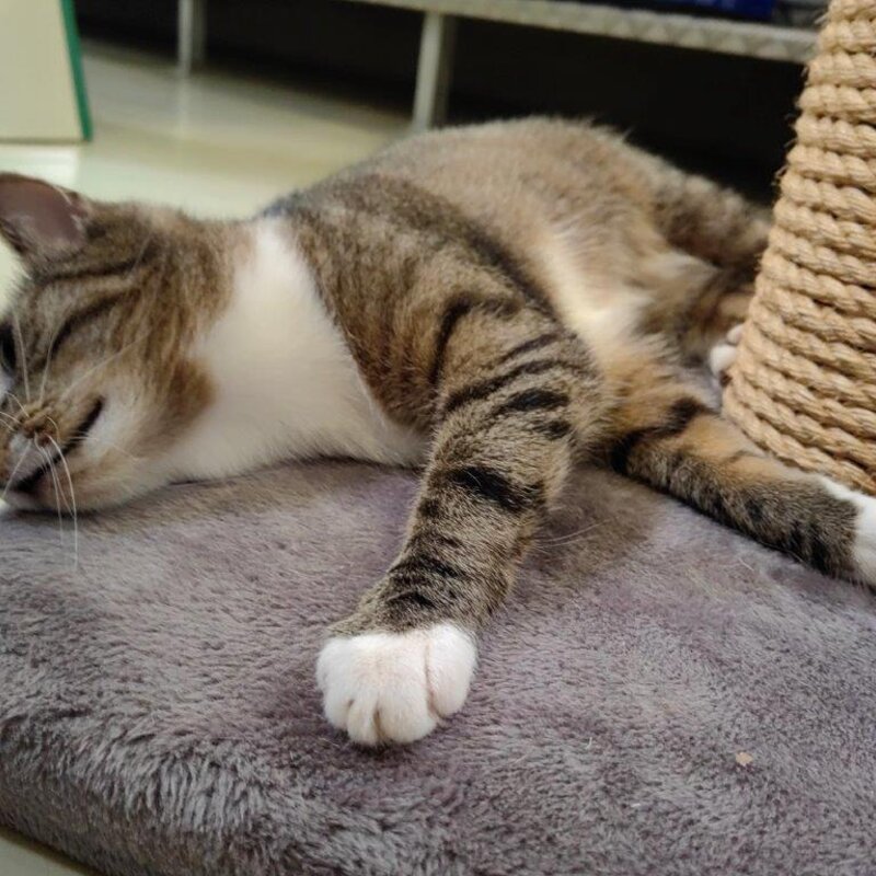 Katze Kira aus dem Berliner Tierheim | © Tierheim Berlin