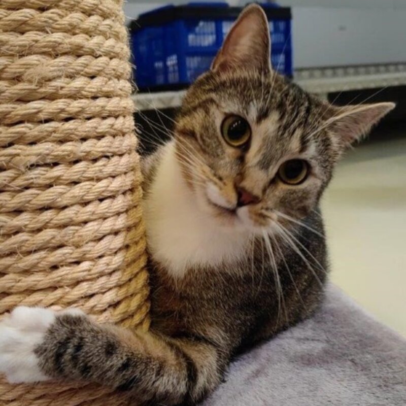 Katze Kira aus dem Berliner Tierheim | © Tierheim Berlin