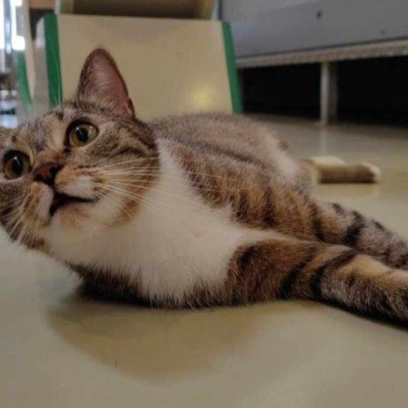 Katze Kira aus dem Berliner Tierheim | © Tierheim Berlin