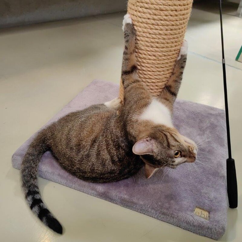 Katze Kira aus dem Berliner Tierheim | © Tierheim Berlin