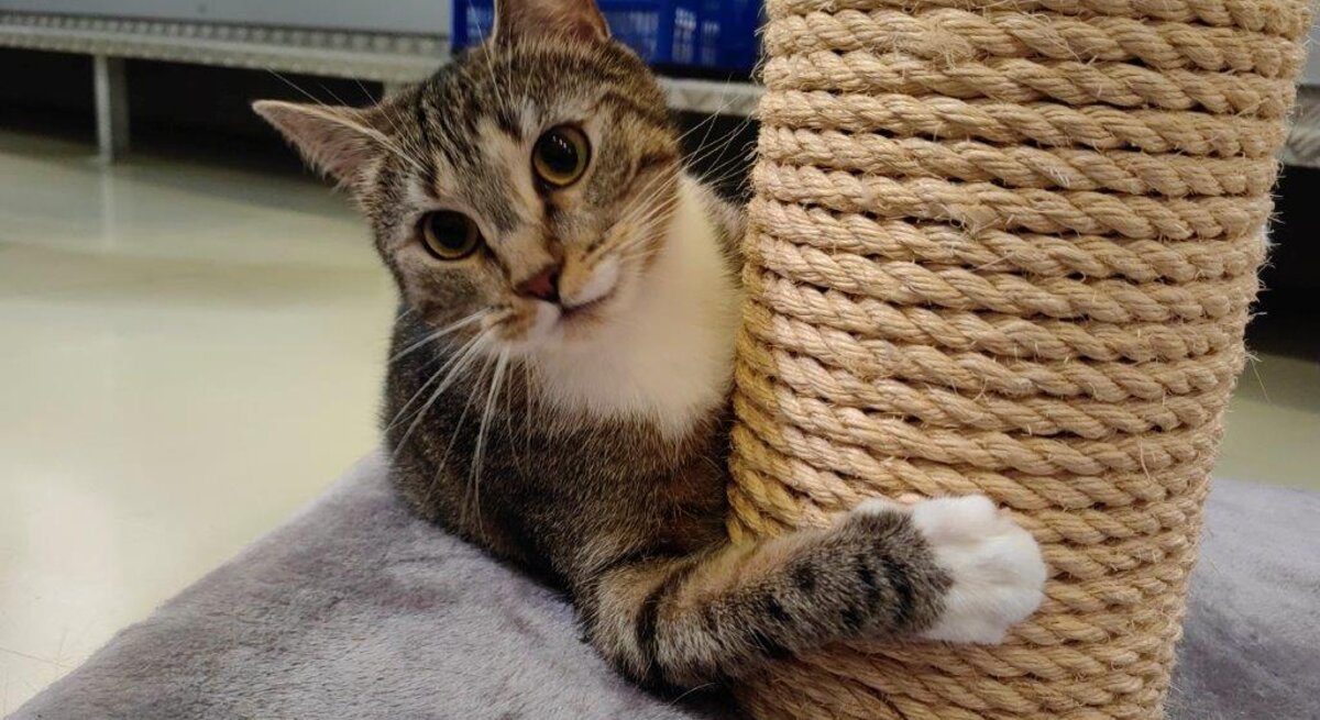 Katze Kira aus dem Berliner Tierheim