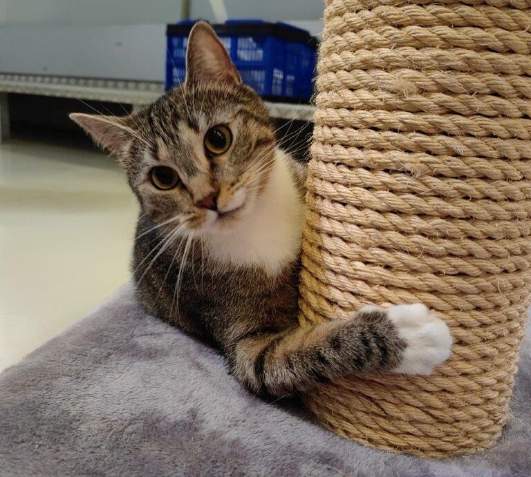 Katze Kira aus dem Berliner Tierheim | © Tierheim Berlin