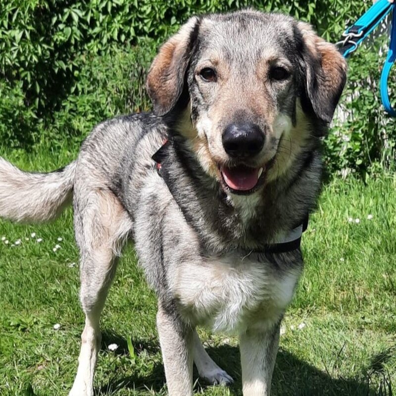 Pablo, ein Hund aus dem Berliner Tierheim | © Tierheim Berlin