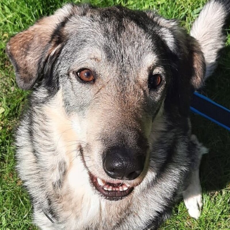 Pablo, ein Hund aus dem Berliner Tierheim | © Tierheim Berlin
