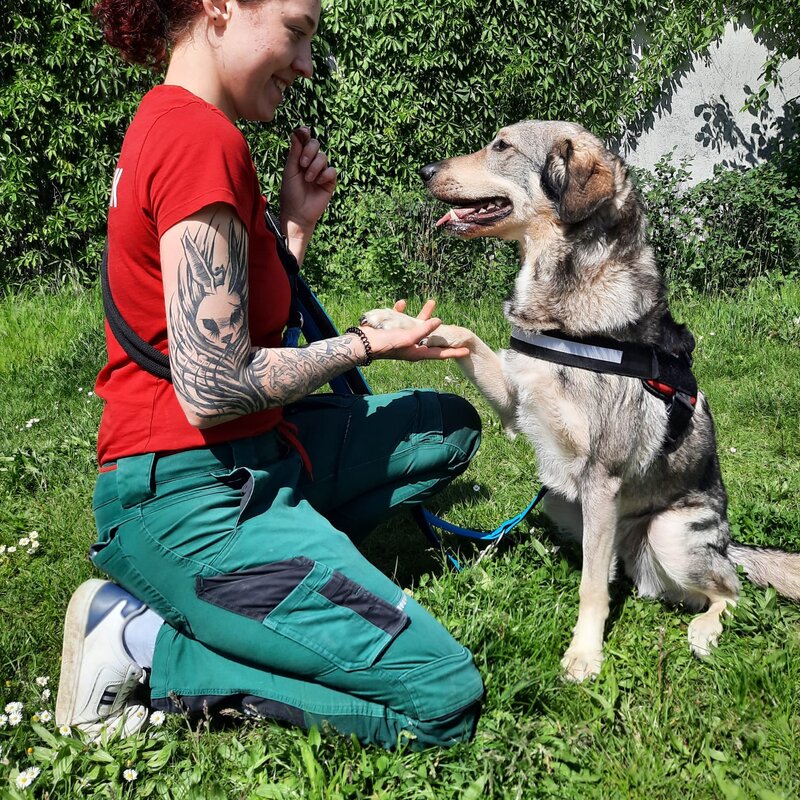 Pablo, ein Hund aus dem Berliner Tierheim | © Tierheim Berlin