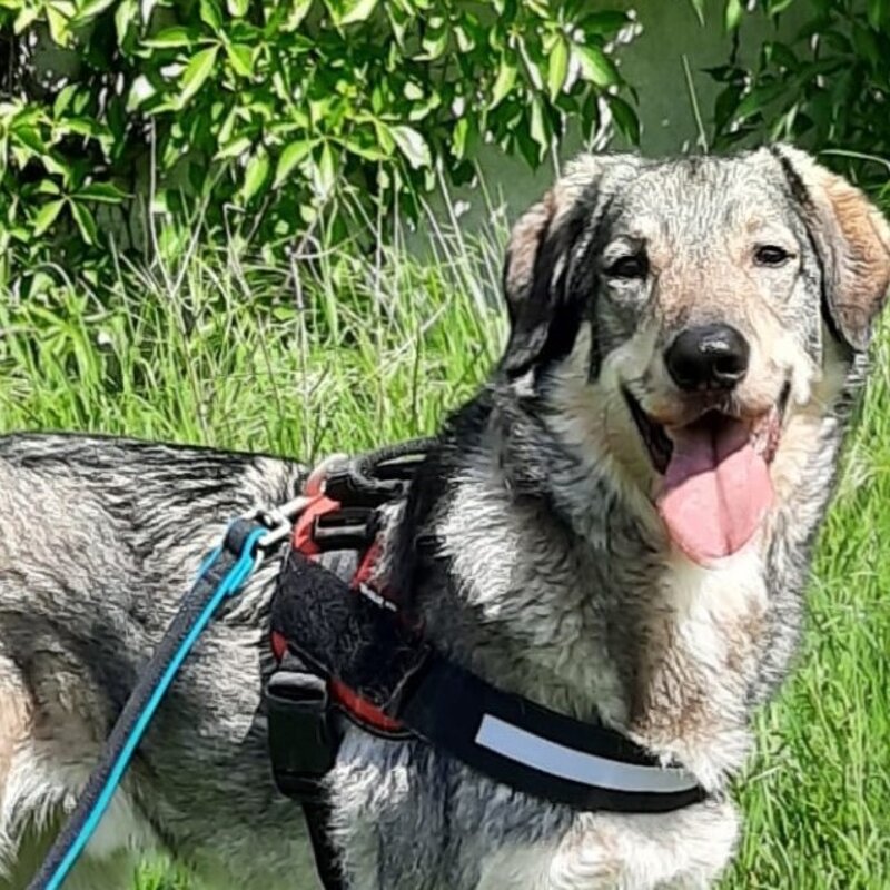 Pablo, ein Hund aus dem Berliner Tierheim | © Tierheim Berlin