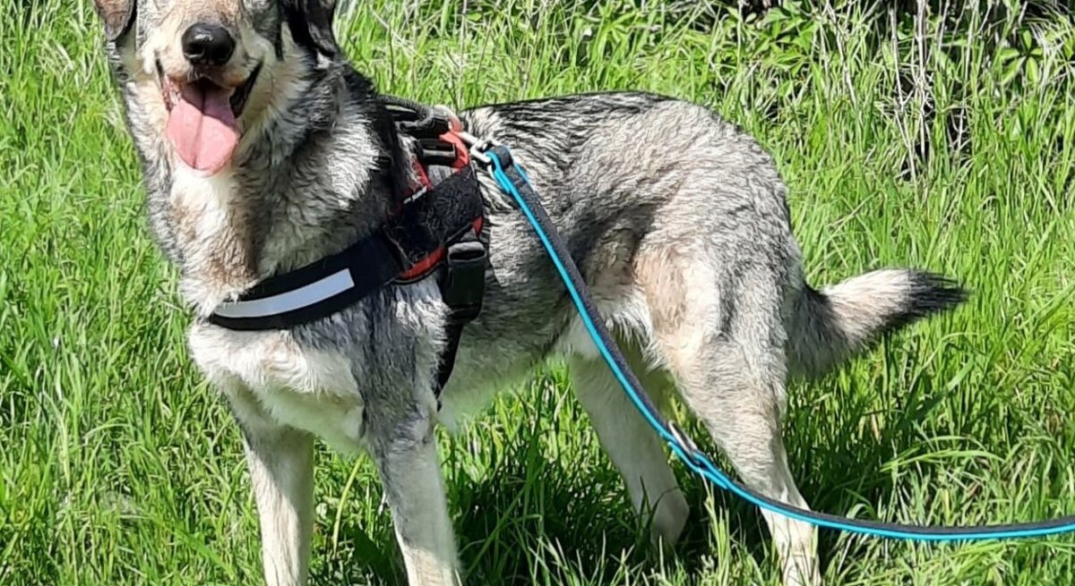 Pablo, ein Hund aus dem Berliner Tierheim