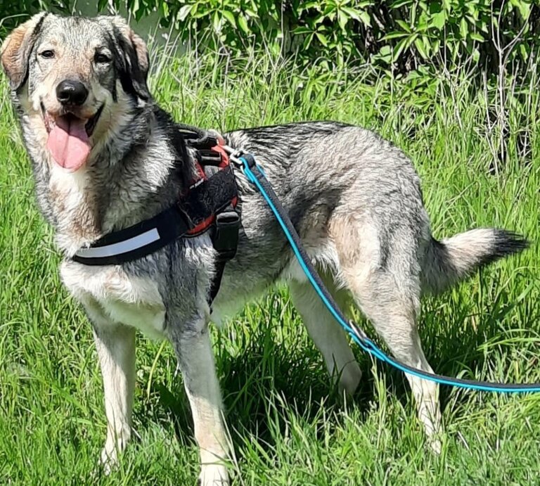 Pablo, ein Hund aus dem Berliner Tierheim | © Tierheim Berlin