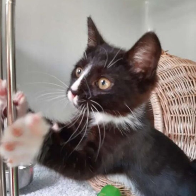 Katze Ohana aus dem Berliner Tierheim | © Tierheim Berlin