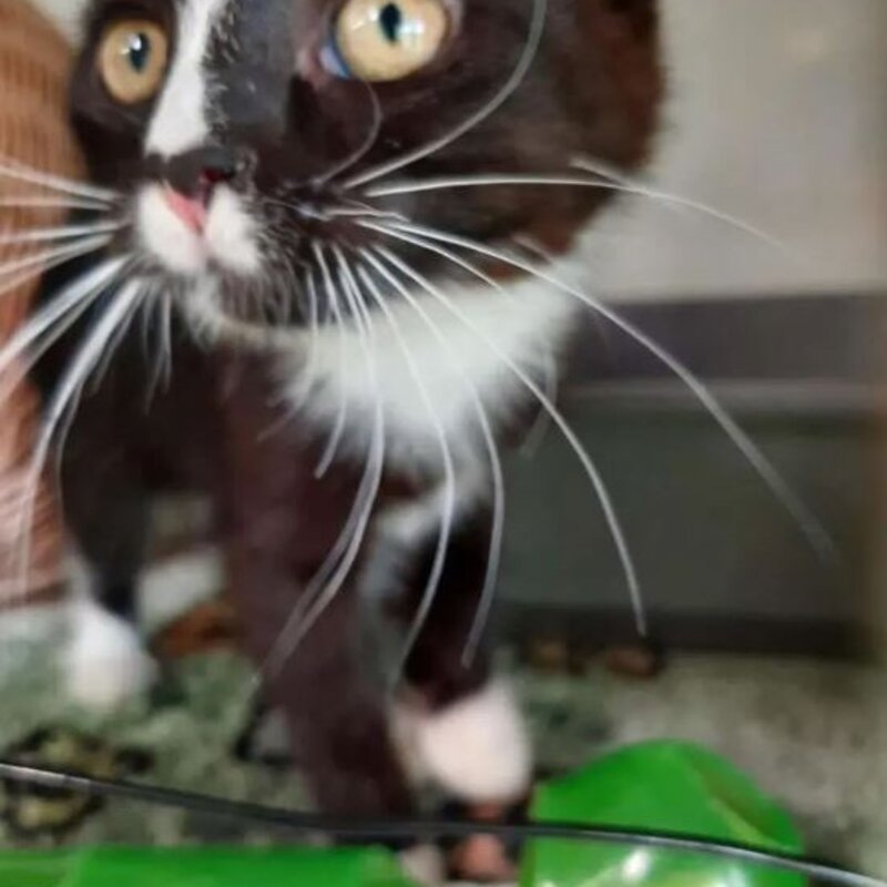 Katze Ohana aus dem Berliner Tierheim | © Tierheim Berlin