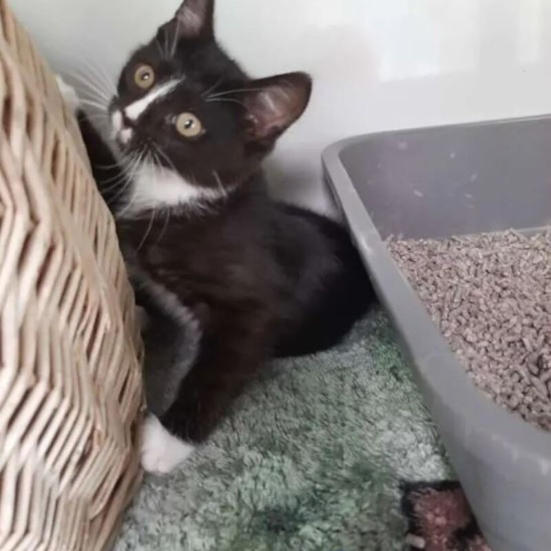 Katze Ohana aus dem Berliner Tierheim | © Tierheim Berlin