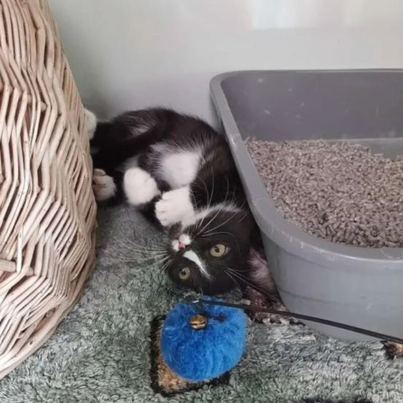 Katze Ohana aus dem Berliner Tierheim | © Tierheim Berlin