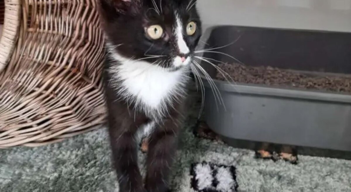 Katze Ohana aus dem Berliner Tierheim