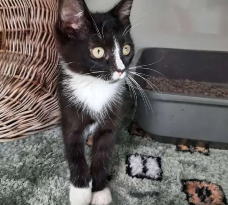 Katze Ohana aus dem Berliner Tierheim | © Tierheim Berlin