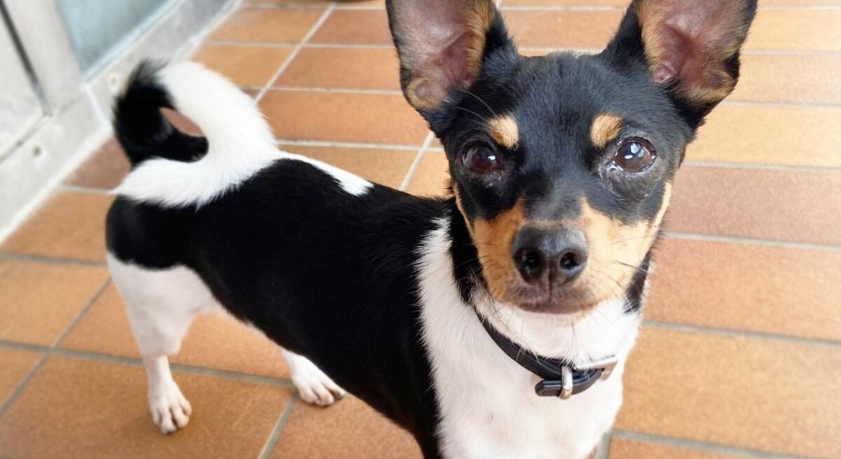 Lulu, eine Hündin aus dem Berliner Tierheim